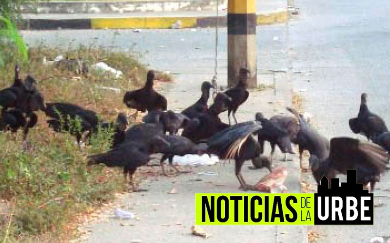 Invasión de basuras y gallinazos tiene azotado el noroccidente de Bogotá