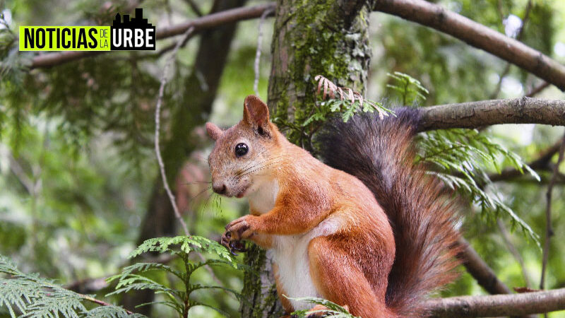 En Antioquia en los últimos años miles de animales silvestres han vuelto a sus hábitats