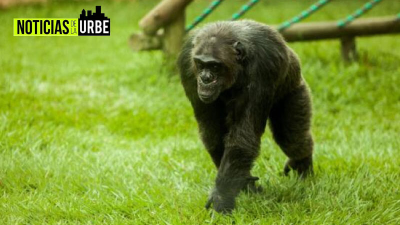 Por el escapa de dos chimpancés del zoológico de Pereira, empleados recibirían una fuerte sanción