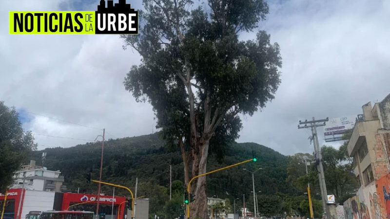 Alertan de tala de arboles para ampliar la carrera 7ma en Bogotá