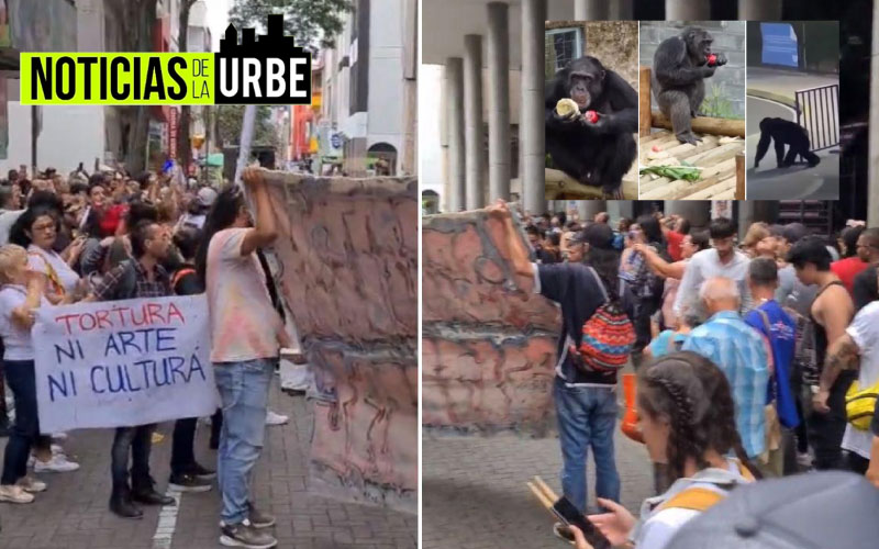En Bogotá se vivieron protestas por el asesinato de los chimpancés de Pereira