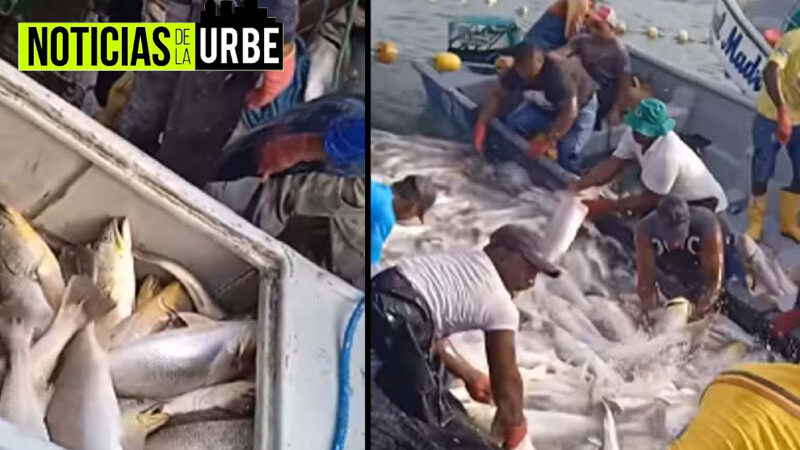 Video de Gran captura de peces en una pesca en Tumaco causa indignación por lo que podría significar para la especie