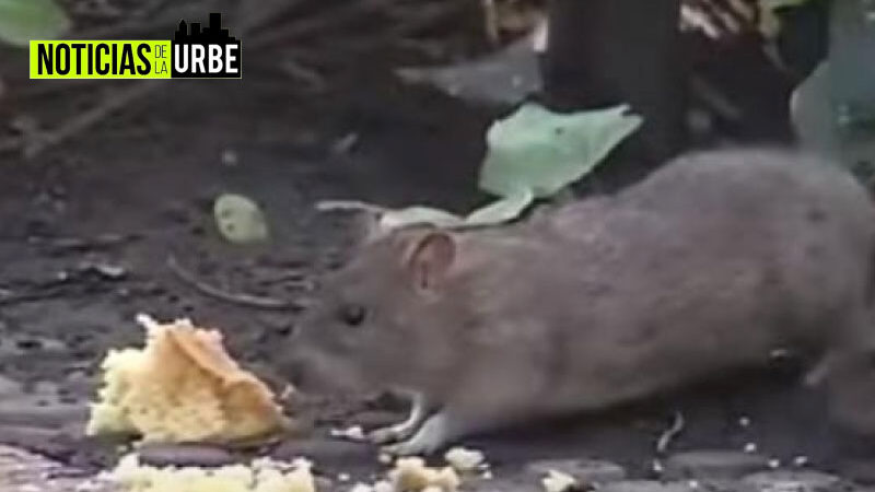 Vecinos del sur de Bogotá encontraron que estaban invadidos por ratas
