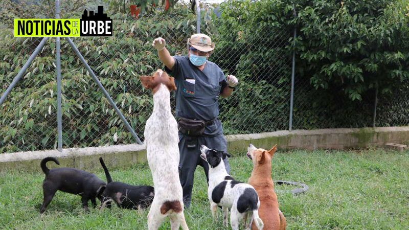 Una ciudad Pet friendly, creando conexiones entre animales rescatados y humanos